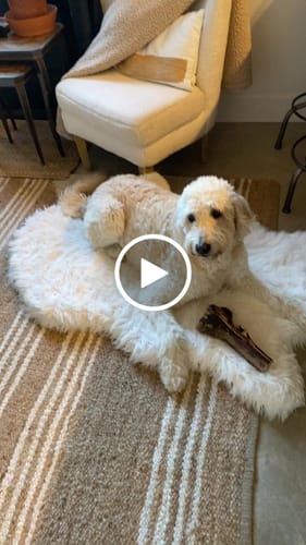 Customer video review of Ostrich Cane (Large) . Long-lasting, Natural Dog Gnaw Treat by Savannah Pet Food