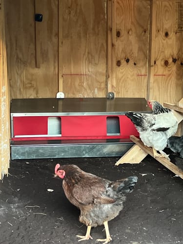 Customer photo review of Large (54") - Reversible Rollout Nest Box (Up to 52 Hens) - Ready to Ship!