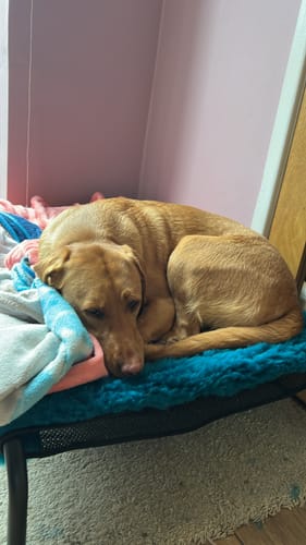 Customer photo review of HiK9 Bed with Mulberry Mesh Cover