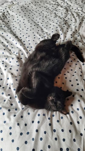 Avis photo d'un client sur Croquettes Chat Sans Céréales - Poulet