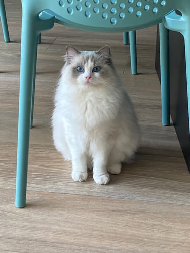 Avis photo d'un client sur Croquettes Chaton Sans Céréales - Poulet & Huile de Saumon