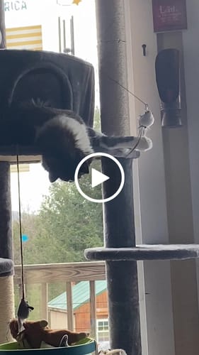 Customer video review of Interactive Bird Simulation Cat Toy Set | Leo's Paw