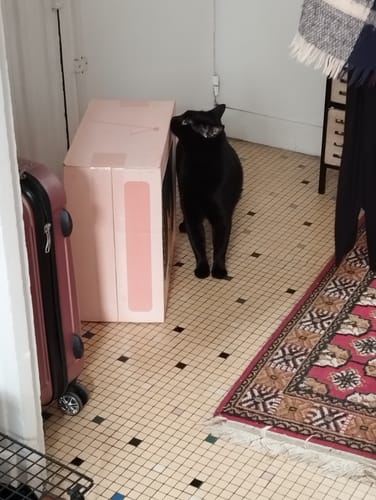 Avis photo d'un client sur Pâtée Chat Stérilisé Sans Céréales - Saumon