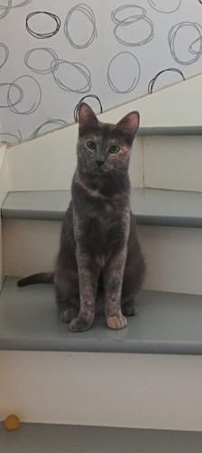 Avis photo d'un client sur Croquettes Chat Stérilisé Sans Céréales - Saumon