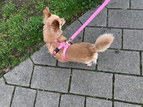 Customer photo review of Premium Sicherheitsgeschirr gepolstert, Panikgeschirr