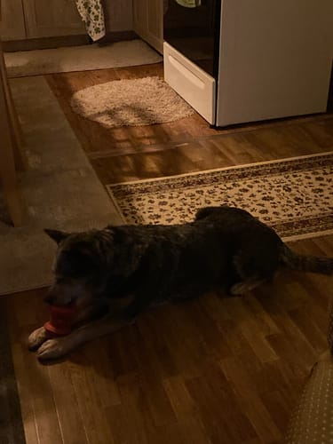 Customer photo review of The Hydrant - USA Made