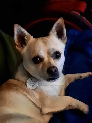 Customer photo review of Aussie Beef Puffs (High value treats)