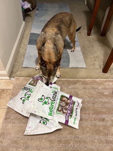 Customer photo review of Bully Stick Springs 7-10"