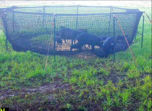 James D. review of Pig Brig Trap System image 1 out of 1