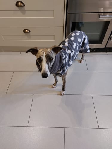 Customer photo review of Sighthound Sleeveless Rabbit Fleece Jumper / Pyjamas