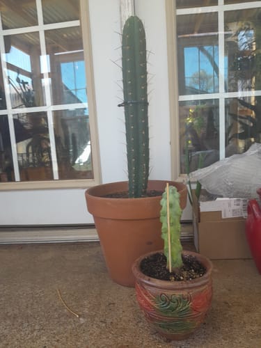 Customer photo review of Boobie Cactus | Myrtillocactus geometrizans Fukurokuryuzinboku