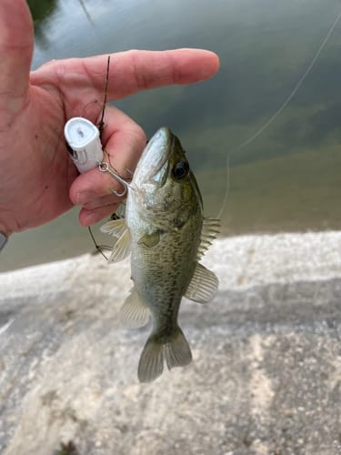 Customer photo review of EOA G-Popper Top Water Popper 2.6" | Hard Bait