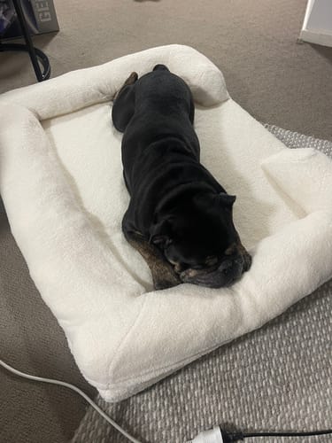 Customer photo review of PaWz Pet Boucle Bed