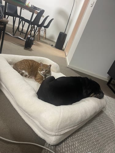 Customer photo review of PaWz Pet Boucle Bed