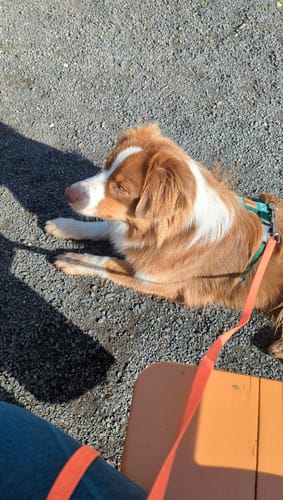 Customer photo review of Premium Hundegeschirr gepolstert