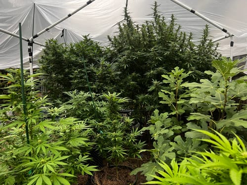 Customer photo review of BioVast VermiCompost 100% Organic Soil Conditioner