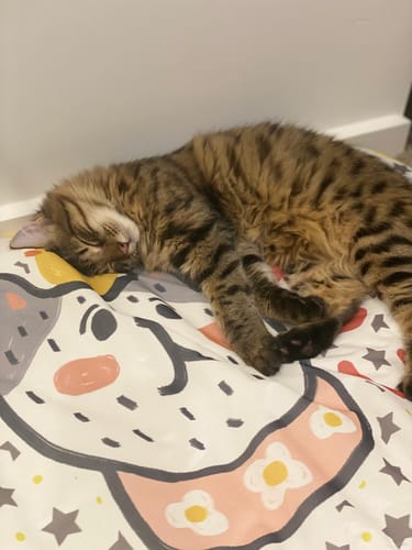 Customer photo review of MissPet "My Cool Couch" Cat Bed Dog Bed Made with Cool Feeling Silk