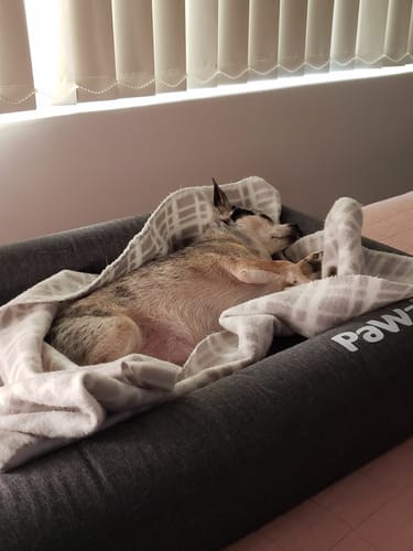 Customer photo review of PaWz Premium Memory Foam Calming Dog Bed