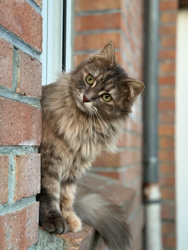 Avis photo d'un client sur Croquettes Chat Stérilisé Sans Céréales - Poulet