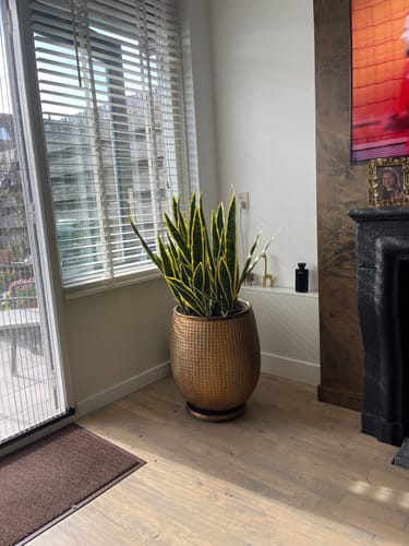 Customer photo review of Sansevieria Kunstplant 70cm