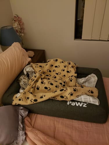 Customer photo review of PaWz Premium Memory Foam Calming Dog Bed