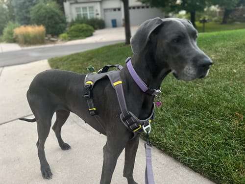 Customer photo review of Fida No Pull Harness