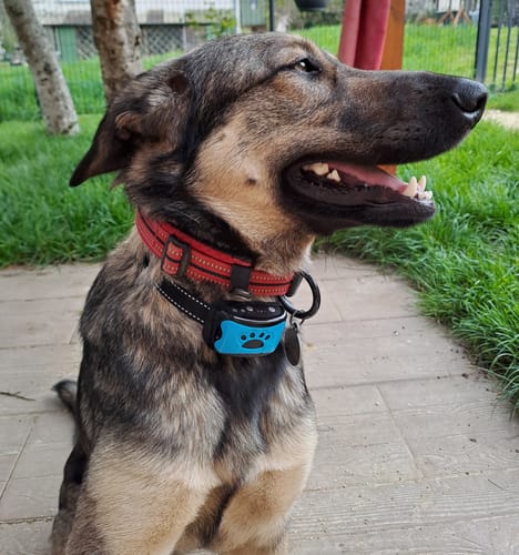 Customer photo review of Collier Anti Aboiement PuppySafe