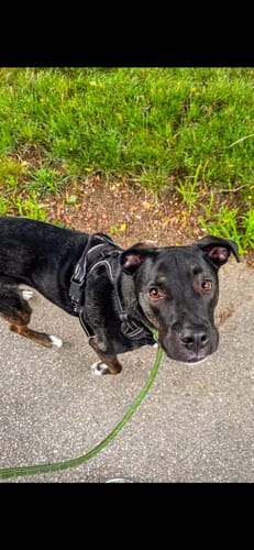 Customer photo review of Fida Durable Slip Lead