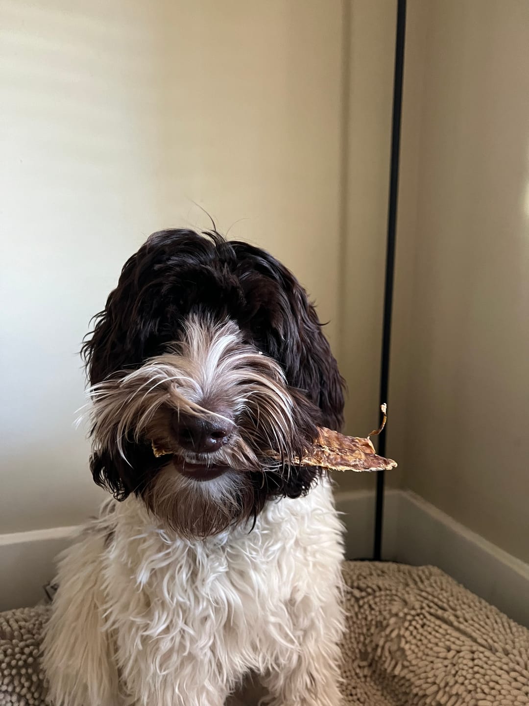 Customer photo review of 6" Half Beef Trachea Strip