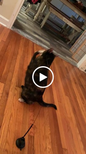 Customer video review of Interactive Bird Simulation Cat Toy Set