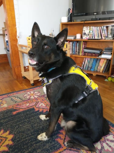 Customer photo review of Fida No Pull Harness