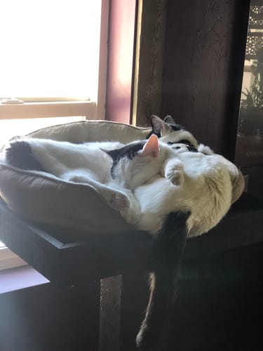 Customer photo review of Aggression and Frustration Reduction - Cats