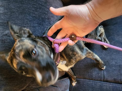 Customer photo review of Fida Durable Slip Lead