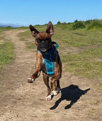 Customer photo review of Anxiety and Over-Reaction from Fear Formula for Dogs, 300 Pellets, 30-Day Supply