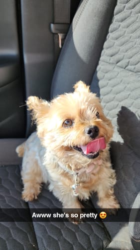 Customer photo review of Custom Shape Air Freshener