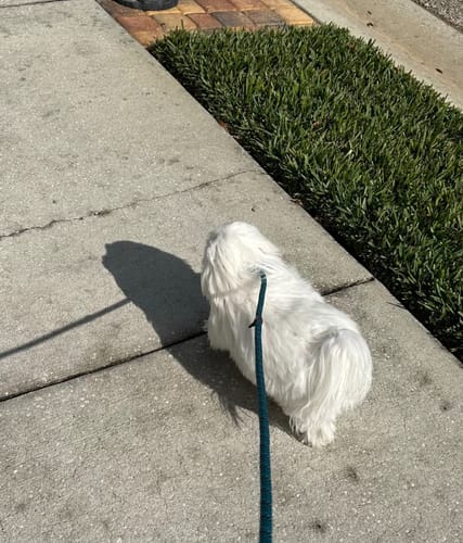 Customer photo review of Fida Durable Slip Lead