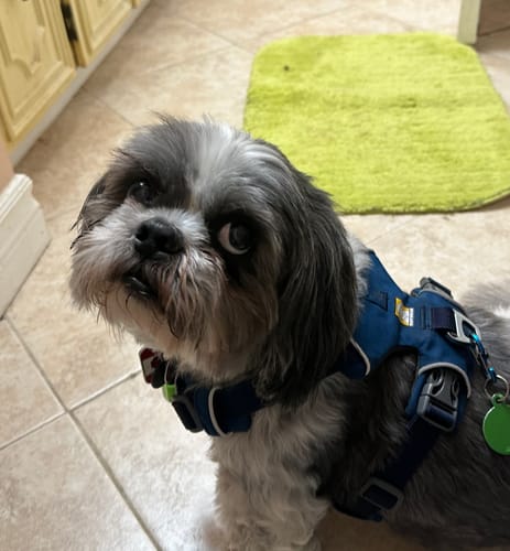 Customer photo review of Ruffwear Front Range Harness