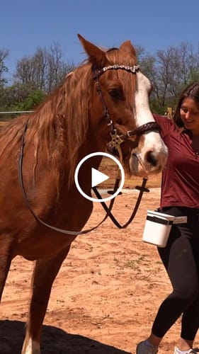 Customer video review of Zoe hackamore Bridle