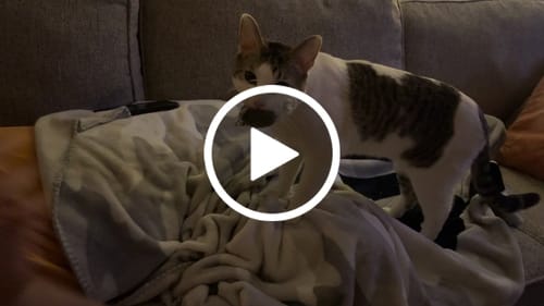 Customer video review of Replacement Mice (for Interactive Bird Simulation Cat Toy)