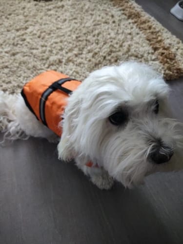 Customer photo review of PupFloat Safety Harness™