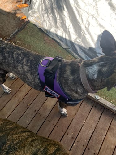 Customer photo review of No Pull Dog Harness Australia