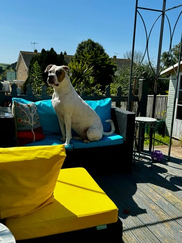 Customer photo review of Outdoor Water-Resistant Rattan Furniture Cushions