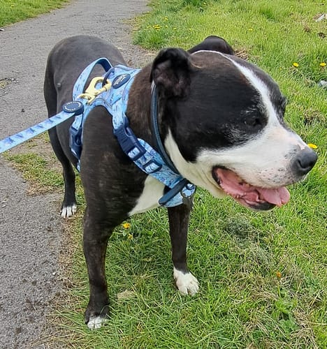 Customer photo review of Tough Trails™ Harness - Eeyore