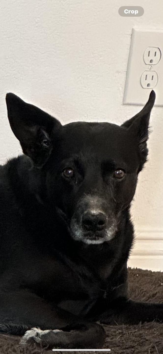 Customer photo review of 12" Gullet Strips For Dogs
