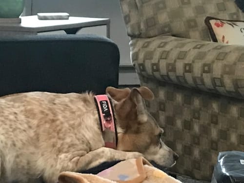 Customer photo review of FIDA Heavy Duty Dog Collar