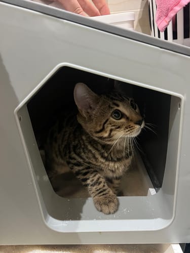 Customer photo review of Fit Litter 2.7kg - One-Time