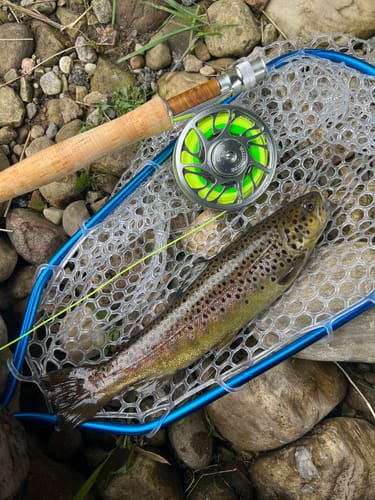 Customer photo review of Yellowstone Grizzly Fly Reel