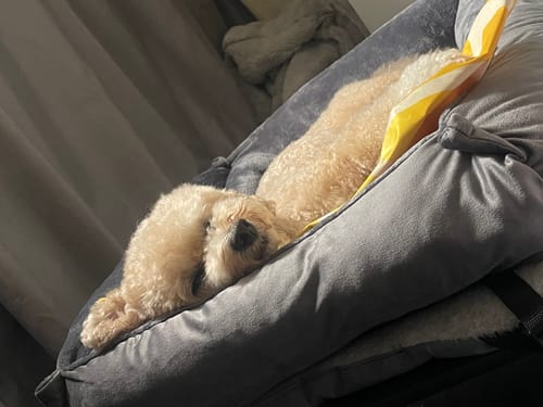 Customer photo review of Dark Grey Cuddle Soft & Dark Grey Velvet Luxury Nest
