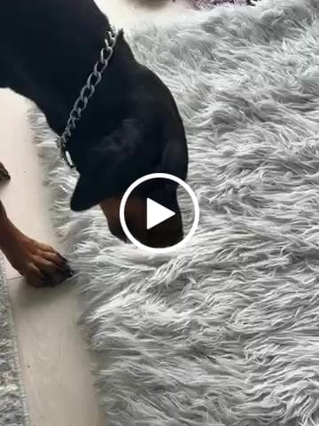 Customer video review of 12 Inch Beef Jerky Stick