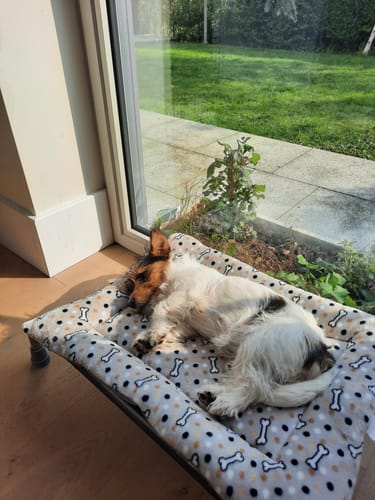 Customer photo review of Beige Bone Spot Cuddle Soft & Vole Velvet Luxury Reversible Pad